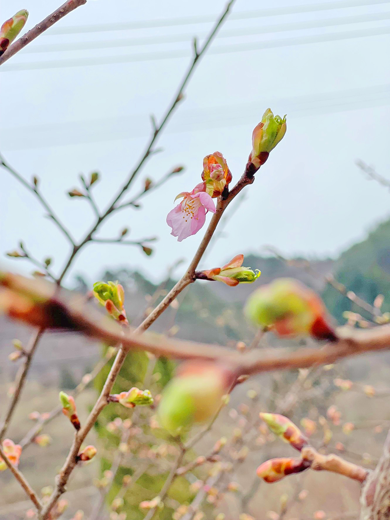 明2024.4.3 庁舎内河津桜.jpg