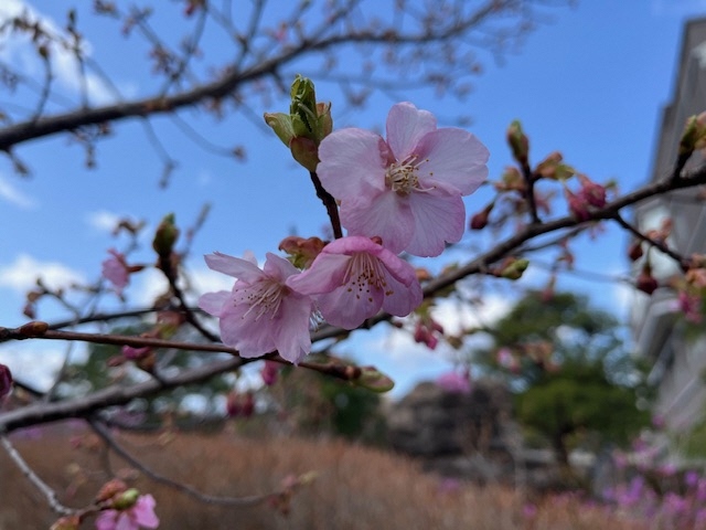 河津桜(役場前02).jpeg