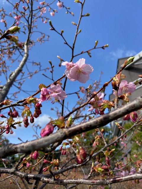 河津桜(役場前01).jpeg