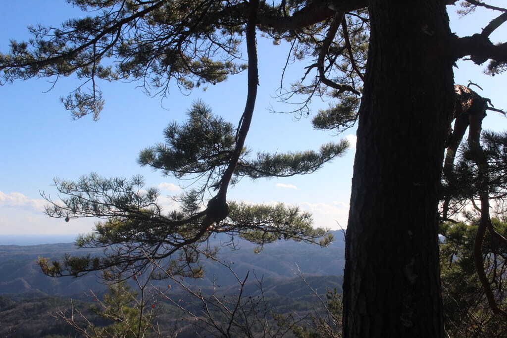 卯子酉山の結び松の画像